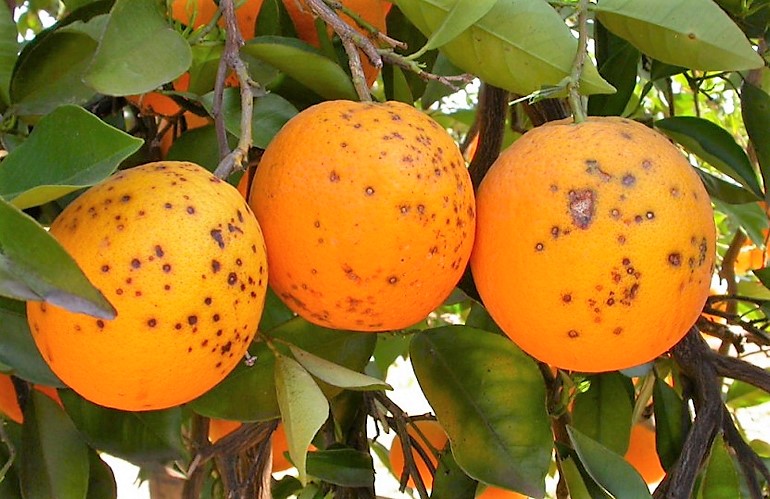 Arance colpite dalla fitopatia Citrus Black Spot-CBS, meglio conosciuta come “macchia nera degli agrumi"