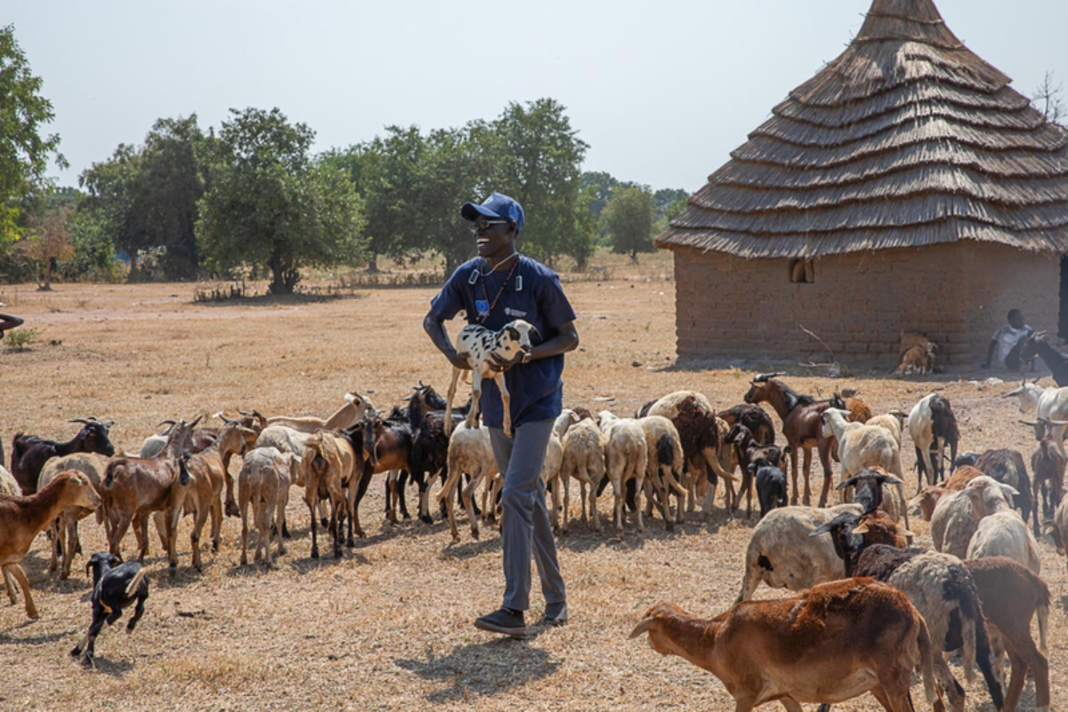 Sud Sudan: vaccinazione ovicaprini contro la peste dei piccoli ruminanti