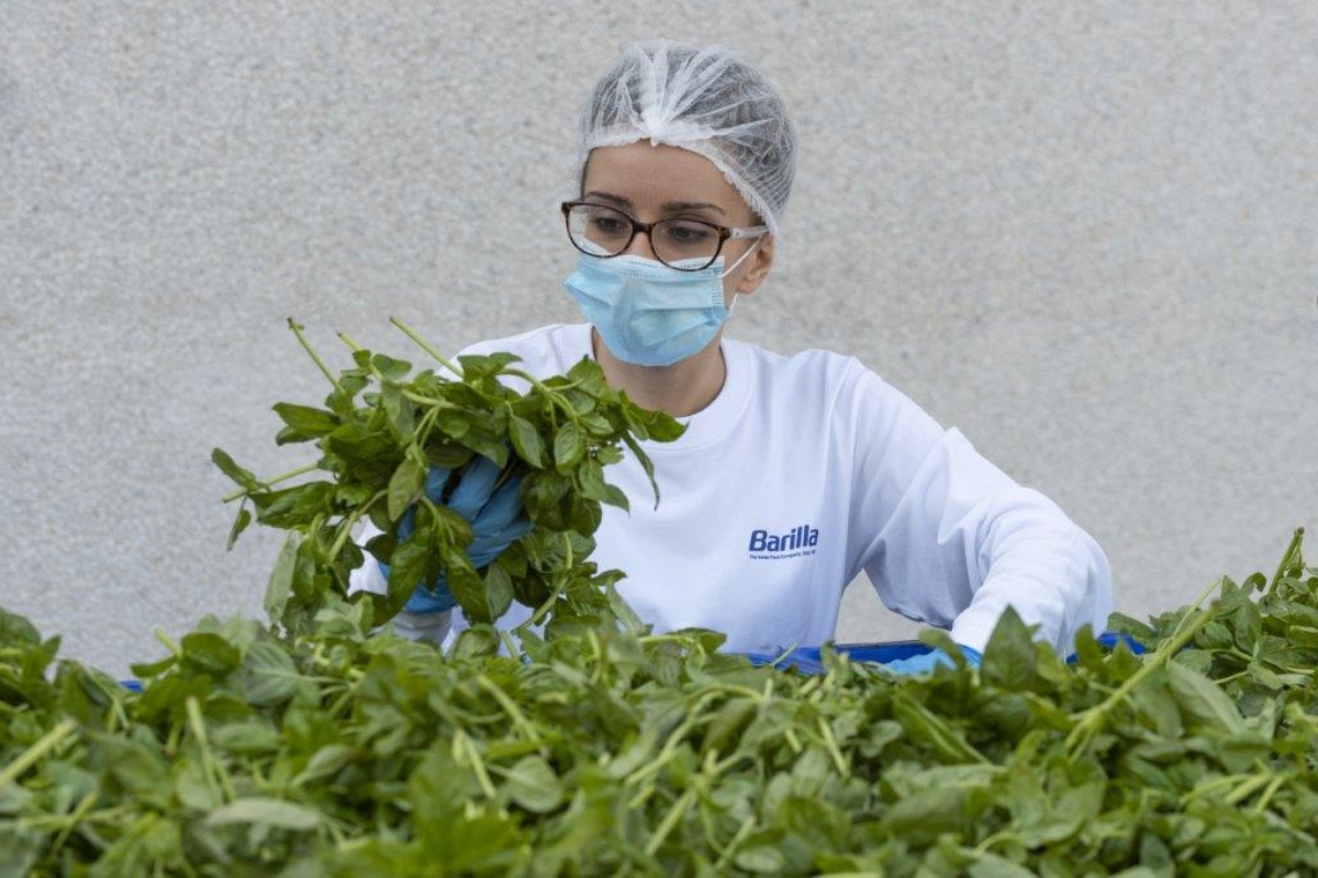 Ogni anno, più di 10.000 tonnellate di basilico arrivano nello stabilimento di Rubbiano di Barilla
