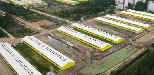 L'impianto avicolo di Sinyavinskaya, nel distretto di Leningrado, Russia