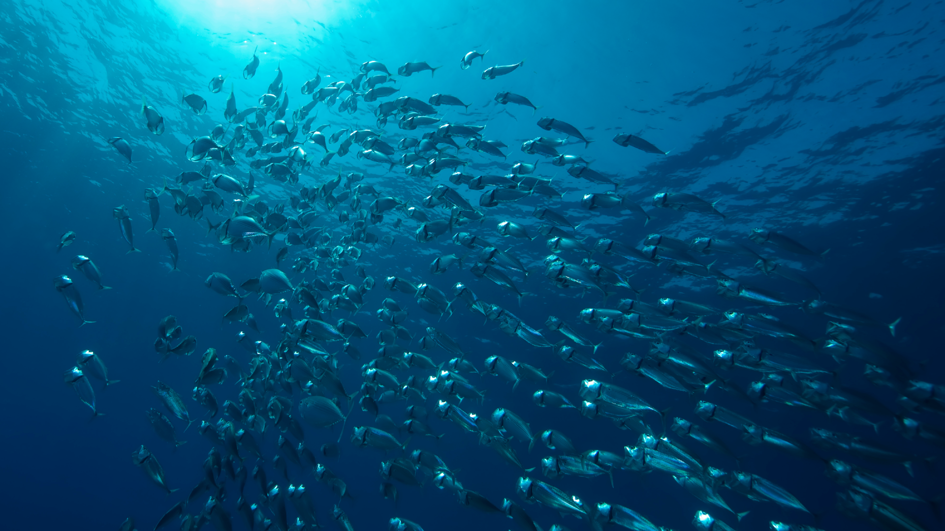 Pescare Show dal 13 al 15 febbraio 2026 a Rimini Fiera organizzato da Ieg Italian exhibition group