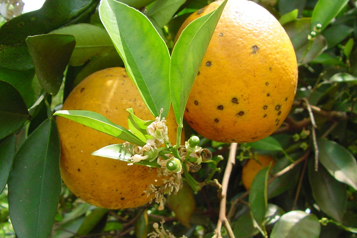 Citrus Black Spot (macchia nera degli agrumi)