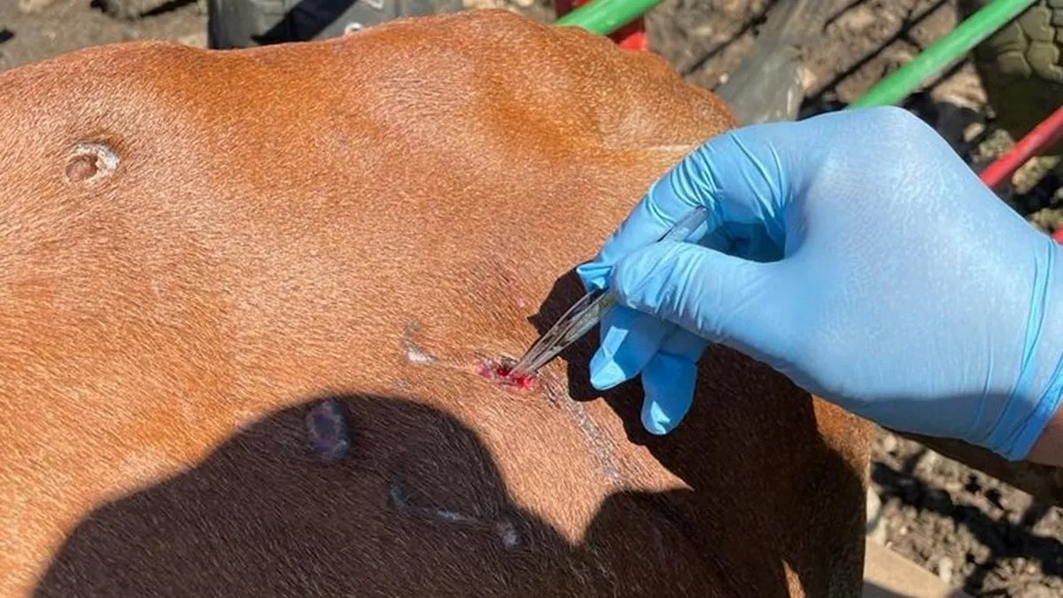 Messico. Il Servizio Nazionale per la Salute, la Sicurezza e la Qualità Agroalimentare (Senasica) opera su un animale colpito dal GBG, il verme perforatore del bestiame