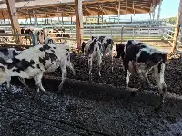 Mucche malnutrite alla cascina Mellano aRivarolo Canavese (TO)