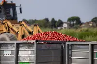 Raccolta del pomodoro