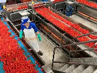 Lavoro. Addetta Conserve Italia stabilimento di Albinia