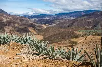 Velier, Progetto Palenque Spirits. Volti dei protagonisti e immagini delle piante di agave e della distillazione