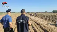 Indagini della Guardia di Finanza su falsi braccianti agosto 2025