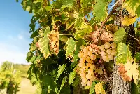 Gradis’ciutta: vini italo-sloveni