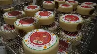 Pecorino toscano Dop Il Forteto a Vicchio (Firenze)