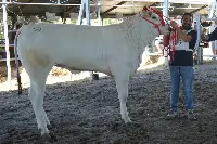 93° Fiera Zootecnica della Chianina