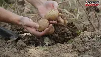 Patata Macfrut