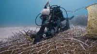 Progetto "Foresta blu" per riforestazione posidonia