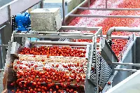 Lavorazione pomodoro Conserve Italia