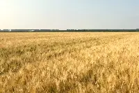 Campo di grano
