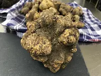 Tartufo bianco di Acqualagna