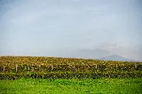 Vigneti Tenuta di Fiorano