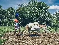 Haiti, immagini del mondo rurale