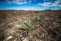 Velier, Progetto Palenque Spirits. Volti dei protagonisti e immagini delle piante di agave e della distillazione