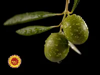 Oliva Ascolana del Piceno Dop