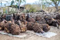 Velier, Progetto Palenque Spirits. Volti dei protagonisti e immagini delle piante di agave e della distillazione