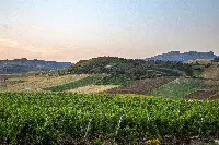 Vigneti Monreale DOC