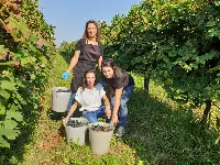 Sorelle Lombardini, Cantine Lombardini