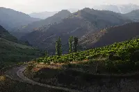 Vigneti nell'Almosi Valley (Gissar)
