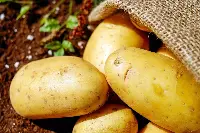 Patate