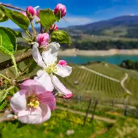 Coltivazione mele in Trentino
