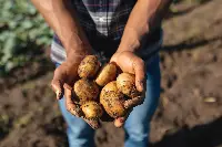 Raccolta patate