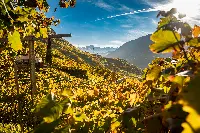 Vigneti Alto Adige