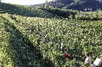 Gradis’ciutta: vini italo-sloveni