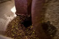 Sansa di oliva denocciolata