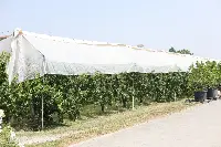Ceraseti, coltivazione di ciliegie