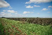 Apulia Regenerative Cotton Project