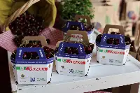 Ciliegie Vignola IGP