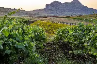 Vigneti Monreale DOC