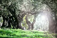 gli olivi di Frantoio Bonamini