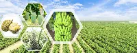 Thaco Agri Vietnam