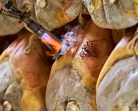 Prosciutto di Parma, marchiatura