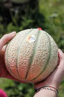 Melone Mantovano Igp