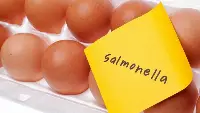 Salmonella nelle uova nuovi richiami di lotti nel Salento