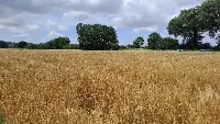 Campi orzo