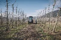 Coltivazione mele in Trentino