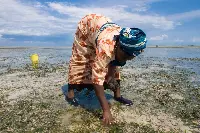 Donna raccoglie vongole a Zanzibar