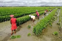 Raccolta di riso in Madagascar
