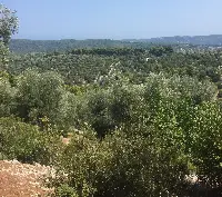 Vieste, olio del Gargano