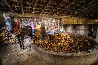Velier, Progetto Palenque Spirits. Volti dei protagonisti e immagini delle piante di agave e della distillazione