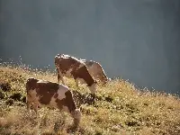 Mucche al pascolo